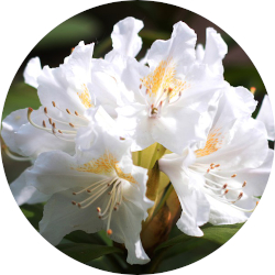 Anthopogon<br> Essential Oil 1/4 oz.