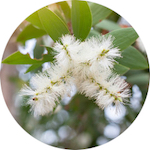 Cajeput<br> Essential Oil 1/2 oz.