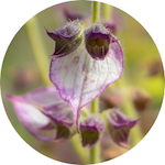 Clary Sage<br> Essential Oil 1/2 oz.