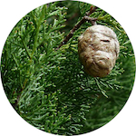 Cypress<br> Essential Oil 1/2 oz.