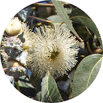 Eucalyptus Globulus 80/85%<br> Essential Oil 1/2 oz.