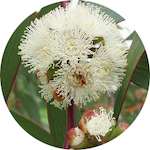 Eucalyptus Radiata<br> Essential Oil 1/2 oz.
