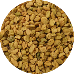 Fenugreek Select, Organic<br> SCo2 Extract 1/2 oz.