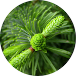 Fir Needle, Silver<br> Essential Oil 1/2 oz.
