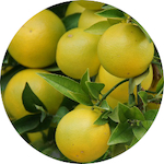 Grapefruit, Pink<br> Essential Oil 1/2 oz.