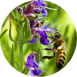 Hyssop, United Kingdom<br> Essential Oil 1/2 oz.