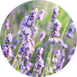 Lavender, Bulgaria<br> Essential Oil 1/2 oz.