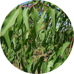 Lemon Eucalyptus<br> Essential Oil 1/2 oz.
