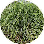 Lemongrass, Organic<br> Essential Oil 1/2 oz.