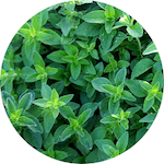 Marjoram, Sweet<br> Essential Oil 1/2 oz.