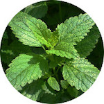 Melissa<br> Essential Oil 1/4 oz.