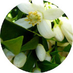 Neroli<br> Essential Oil 1/8 oz.