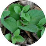 Oregano, Wildcrafted<br> Essential Oil 1/2 oz.