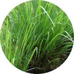 Palmarosa<br> Essential Oil 1/2 oz.