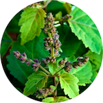 Patchouli<br> Essential Oil 1/2 oz.