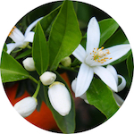 Petitgrain<br> Essential Oil 1/2 oz.