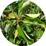 Ravensara<br> Essential Oil 1/2 oz.