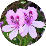 Geranium<br> Essential Oil 1/2 oz.