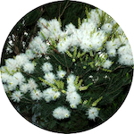 Tea Tree, Farmed<br> Essential Oil 1/2 oz.