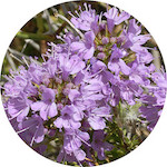 Thyme<br> Essential Oil 1/2 oz.
