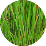 Vetiver<br> Essential Oil 1/2 oz.