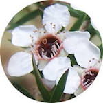 Manuka, Wild<br> Essential Oil 1/4 oz.