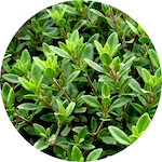 Marjoram, Wild<br> Essential Oil 1/2 oz.