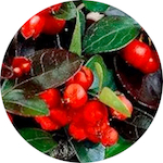 Wintergreen, Himalayan<br> Essential Oil 1/2 oz.