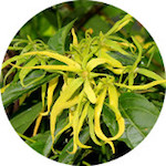 Ylang Ylang Extra<br> Essential Oil 1/2 oz.